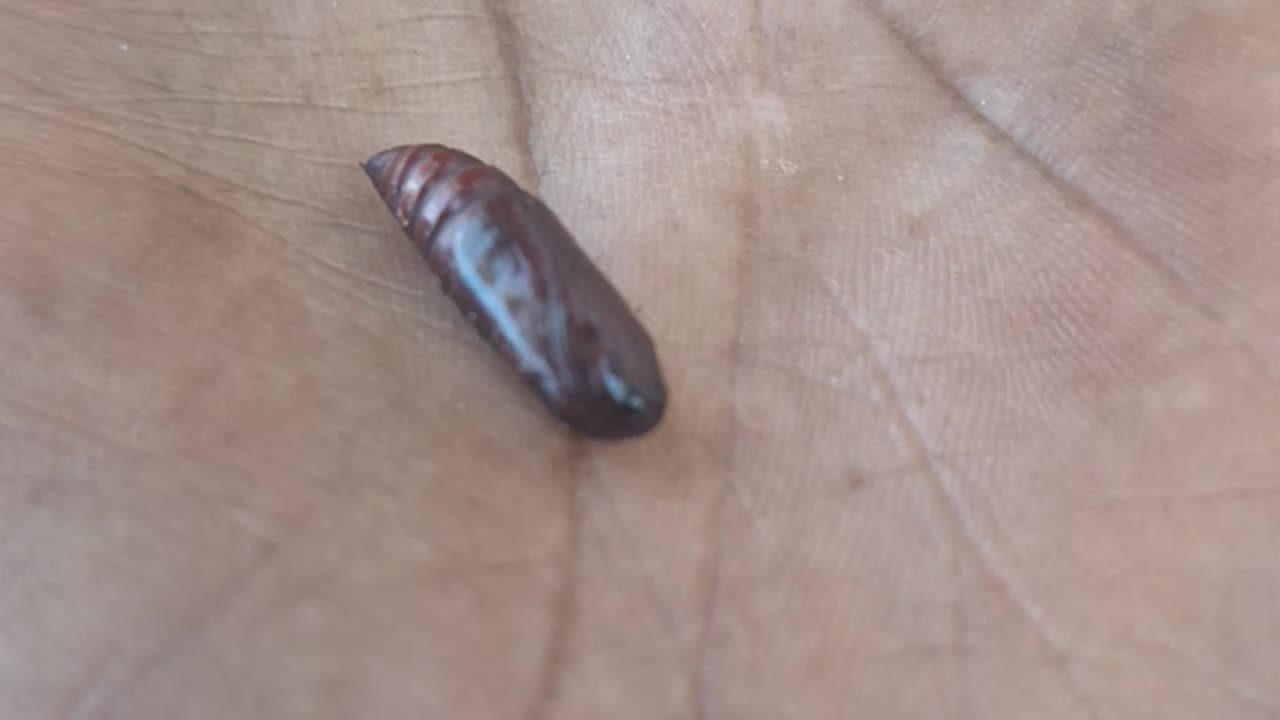 A pupa chrysalis(butterfly or moth?)