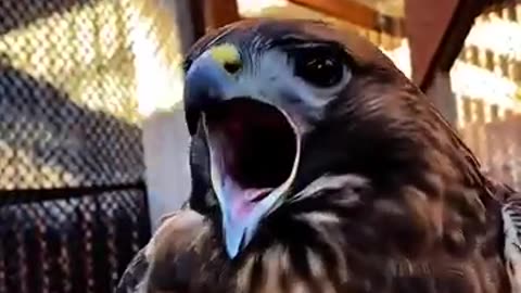 Birds Sound 💀