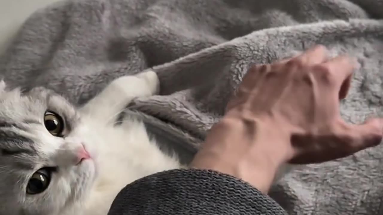 A cat who wants to hold hands☺️