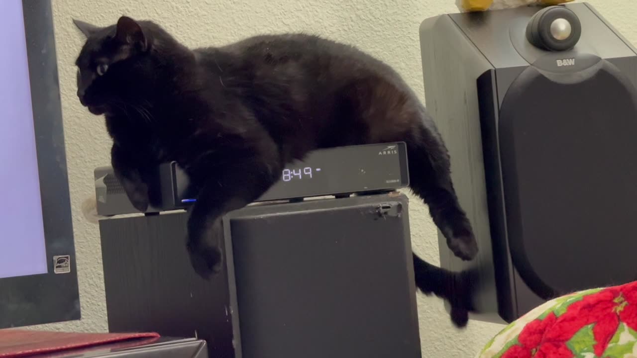 Cute Precious Piper is Interrupted While on Her Heated Tuffet - Adopting a Cat from a Shelter Vlog