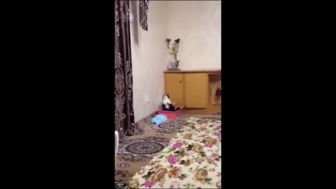 Funny animal videos 2025