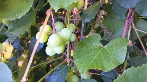 Grape Vine
