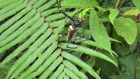 🕷️ Amazing Giant Orb Weaver Spider at the Farm | Wild Philippine Wildlife | Expat in the Philippines