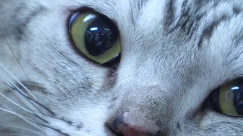How to apply Revolution Plus for Cats ?