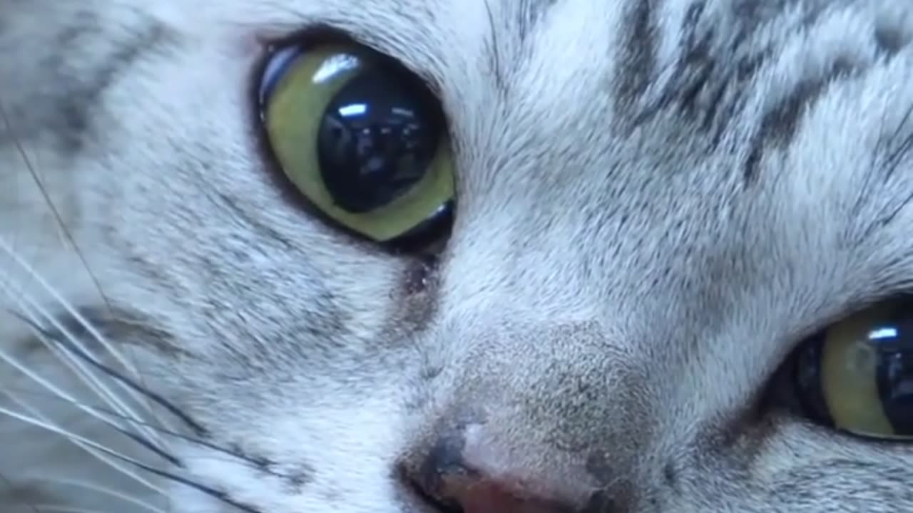 How to apply Revolution Plus for Cats ?