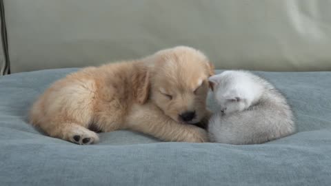 Puppy AI