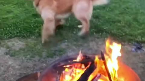 Funny dogs comedy Videos 🤣 so cute videos 😍 funny videos 🤣 so much for watching 😂