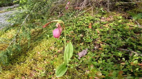 Lady Slipper