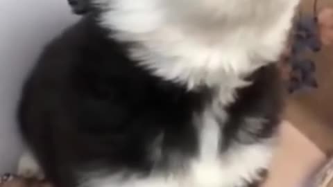 baby husky howling cute