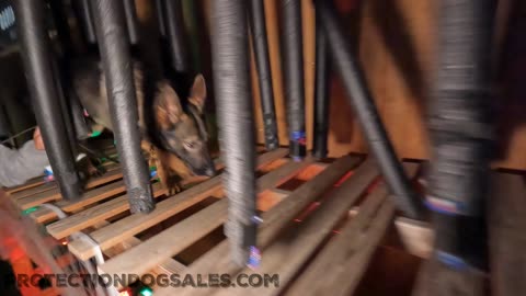 Dog Agility & Protection Dog Training