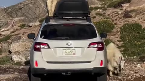 Mountain Goat On Car
