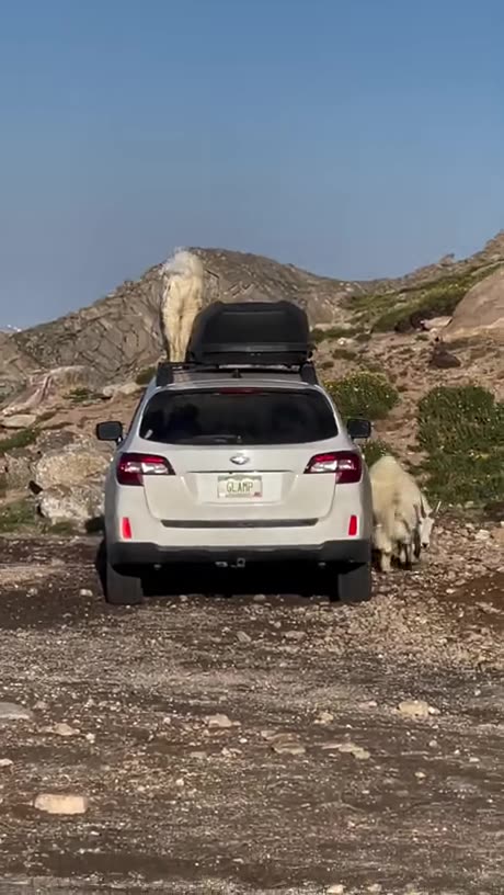 Mountain Goat On Car