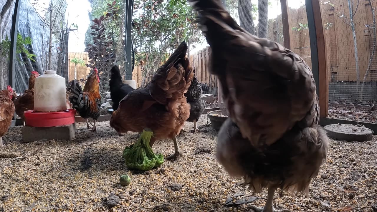 Backyard Chickens Fun Relaxing Video Sounds Noises Hens Roosters!