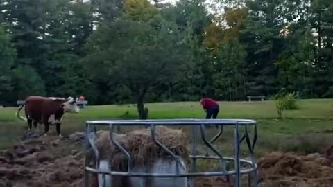 Animal funny video 🤣😂