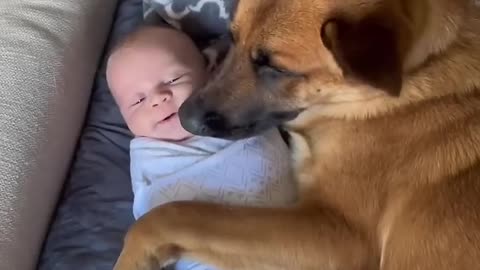 Dogs love babies the most.