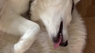 The Funniest Husky Sleep Ever! 😂 #HuskyLife