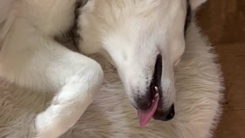 The Funniest Husky Sleep Ever! 😂 #HuskyLife