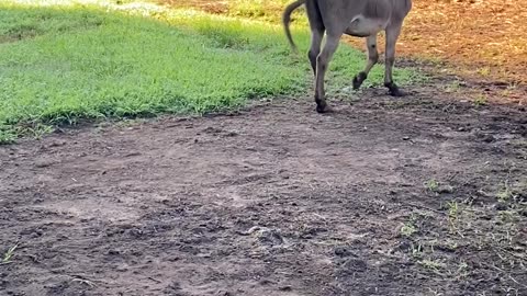 Donkey Making Music With His Squeaky Chicken