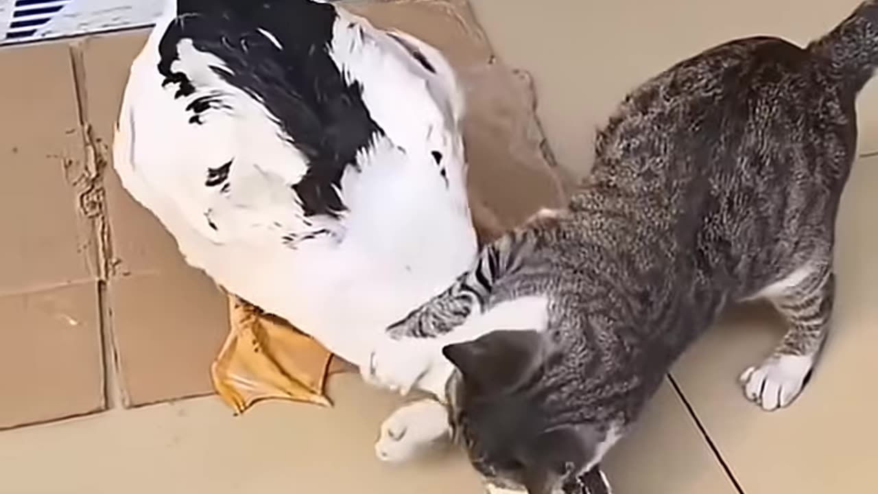 Cut cat