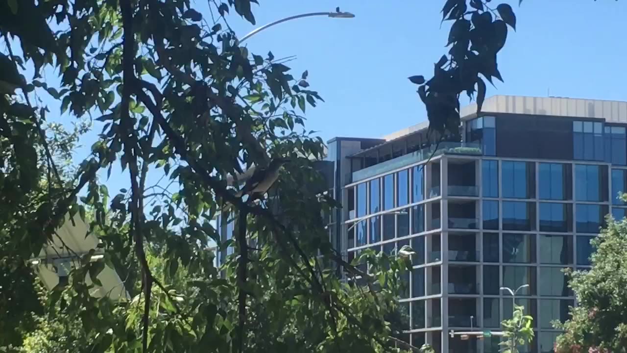 A bird is singing cheerily in the trees.
