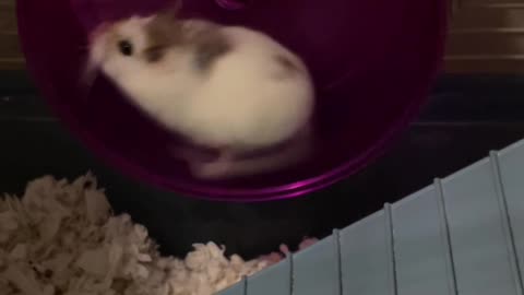 Hamster Runs Fast on Hamster Wheel