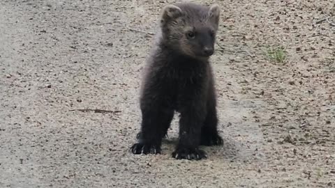 Crying Baby Fisher