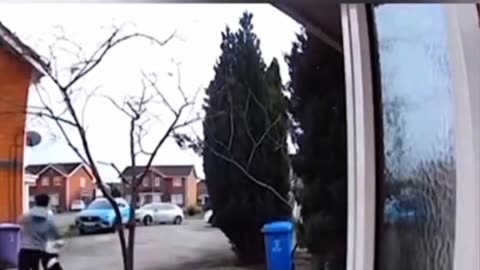 Funniest Dog Chase Ever! 🐶😂 Watch How This Dog Turns Into a Comedy Star! #funnydog #shorts