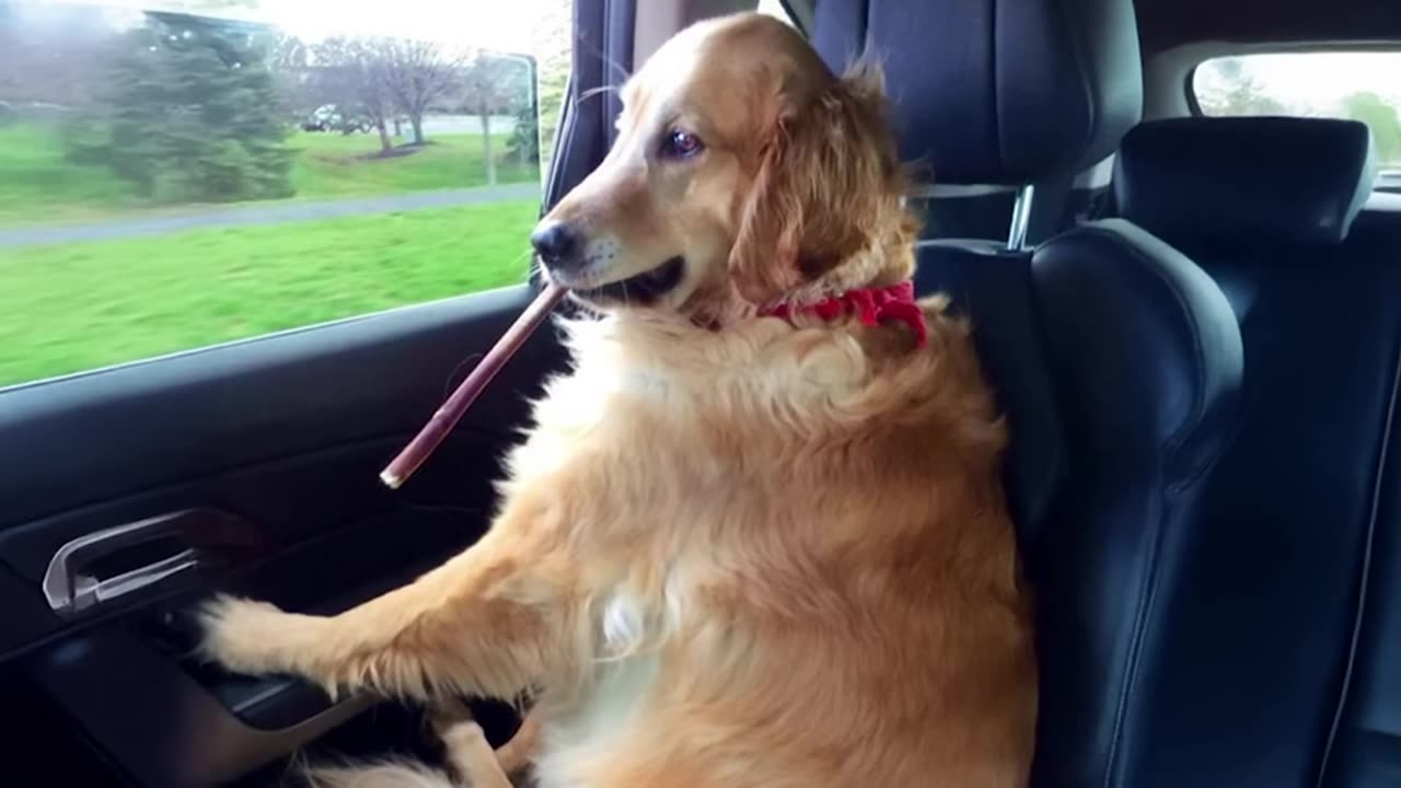 the-funniest-golden-retriever-you-wont-stop-laughing