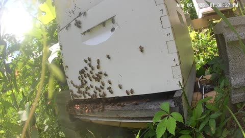 Bees at Noon on a Wednesday