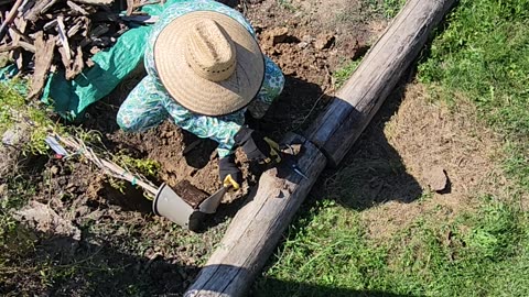 Planting an Indian Summer Trumpet Vine