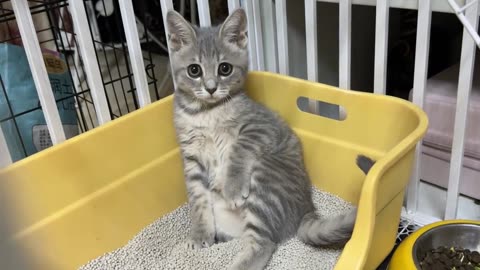 Is there a kitten sitting like you？