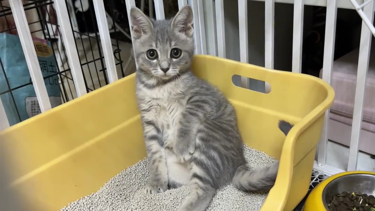 Is there a kitten sitting like you?