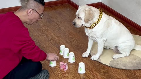 和狗子玩猜钱，一点机会也不给我啊 Playing guessing money with dogs, I won't be given a chance at all