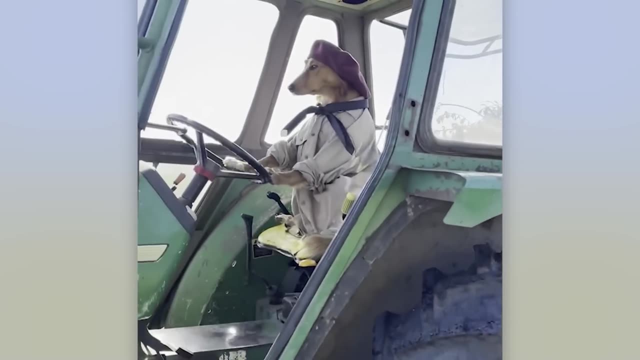 Secret Life of Pets Caught on Camera