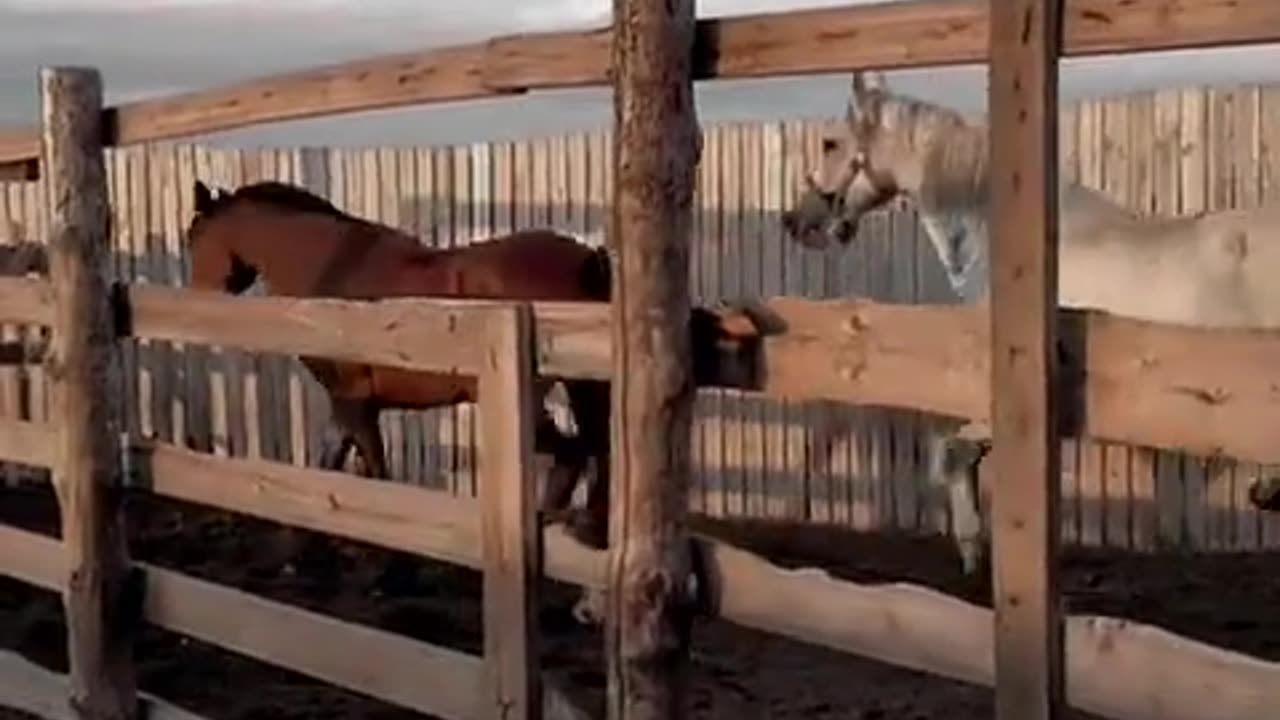 Reproduction Horse ( follow me 🙏🙏🙏🙏)