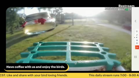 Bird Feeder Live 5-2