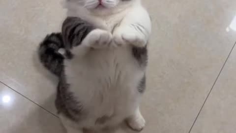 My Cat Is A Happy Boy