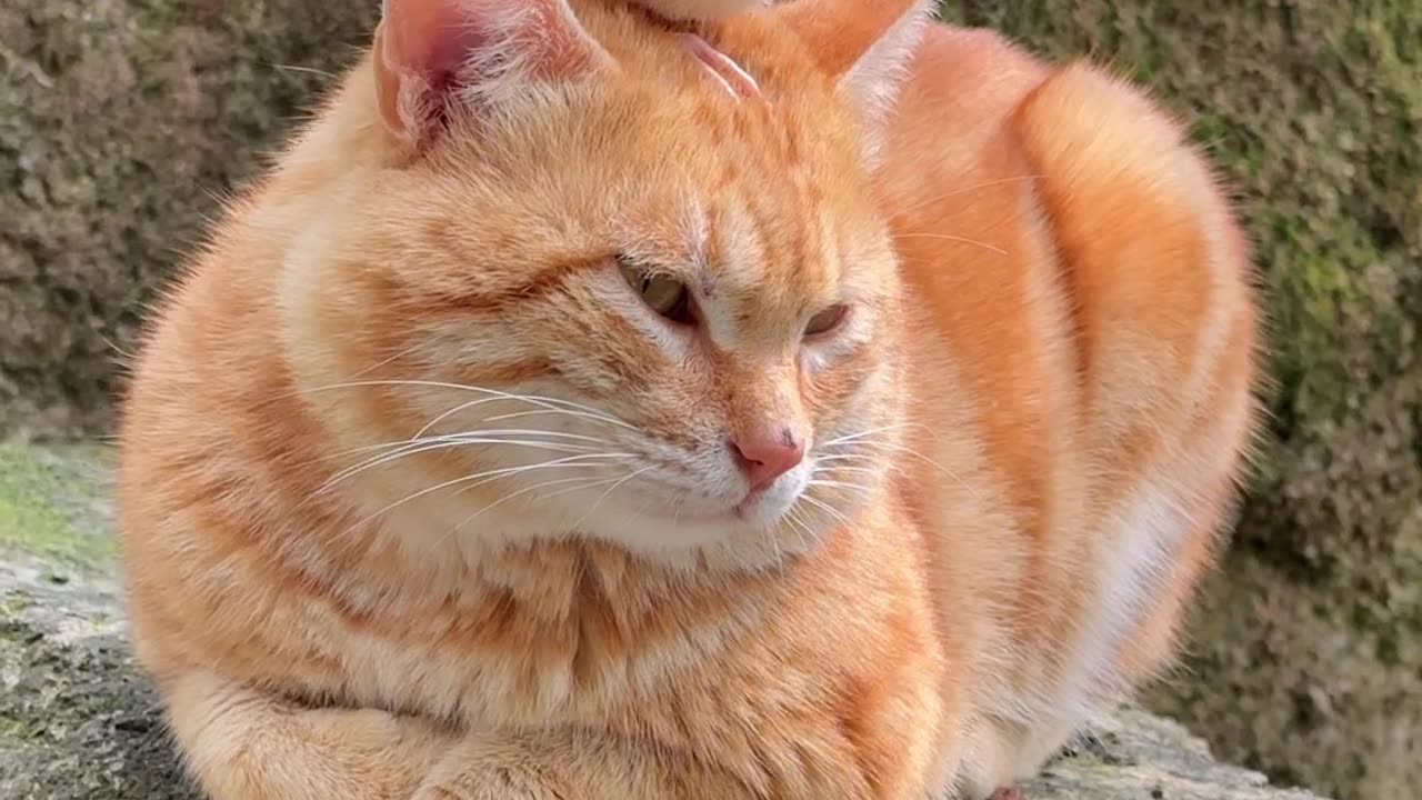 Cats is very friendly 😁😁😁