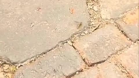 cat fight with bee and see the result
