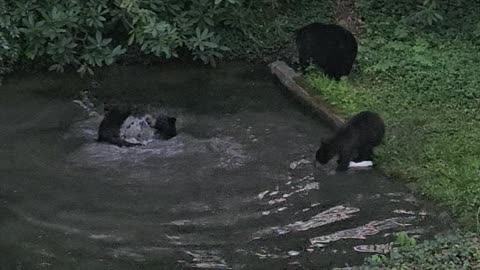 Black Bear Cubs Splash In Water Together