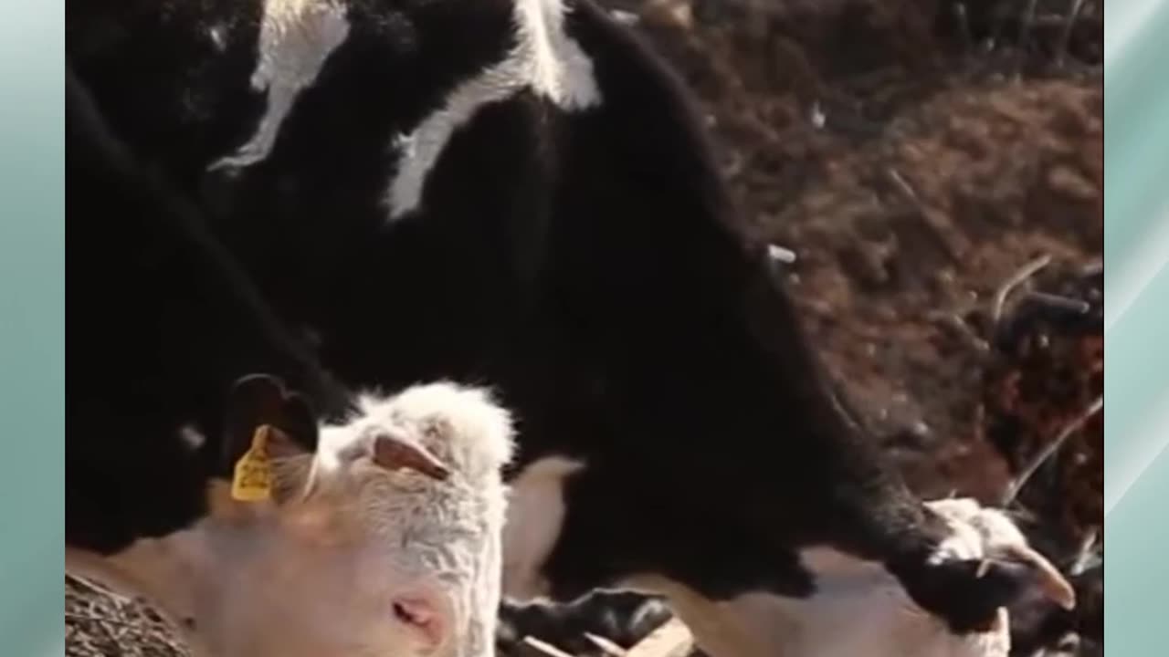 Nanoplasty v potravinách