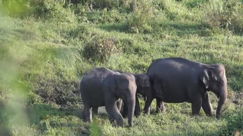 wildlife animals stock footage Forest Animals no copyright video