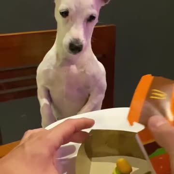 This is an Injustice || ViralHog