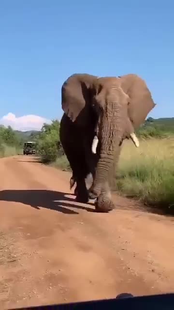 Elephant 🐘 short #video #shorts #funny #funnyanimal #elephant #animals #animalllover#youtubeshorts
