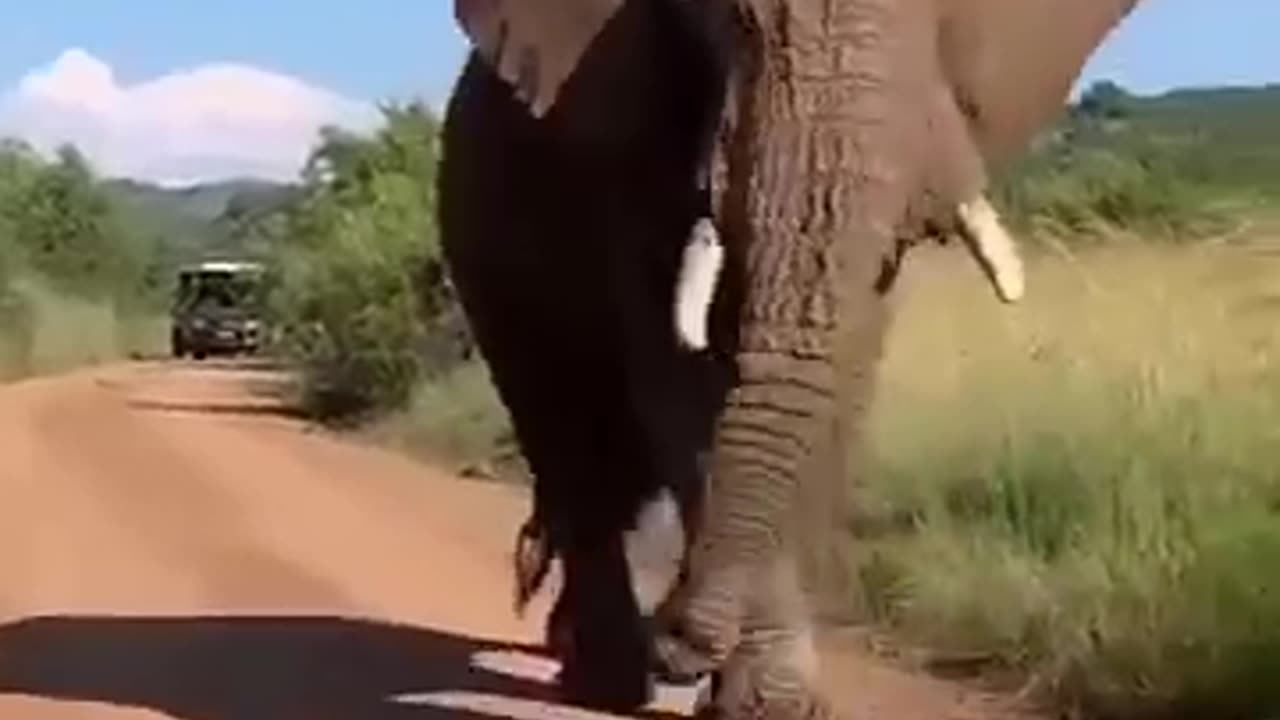 Elephant 🐘 short #video #shorts #funny #funnyanimal #elephant #animals #animalllover#youtubeshorts
