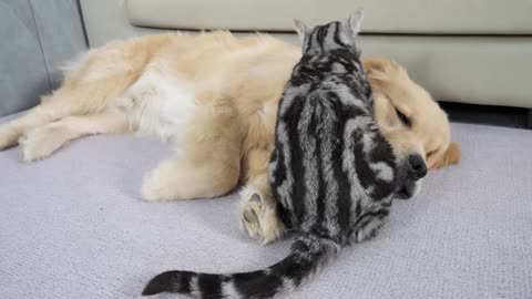 This Happened To This Cat After 2 Years Of Being Raised By A Golden Retriever