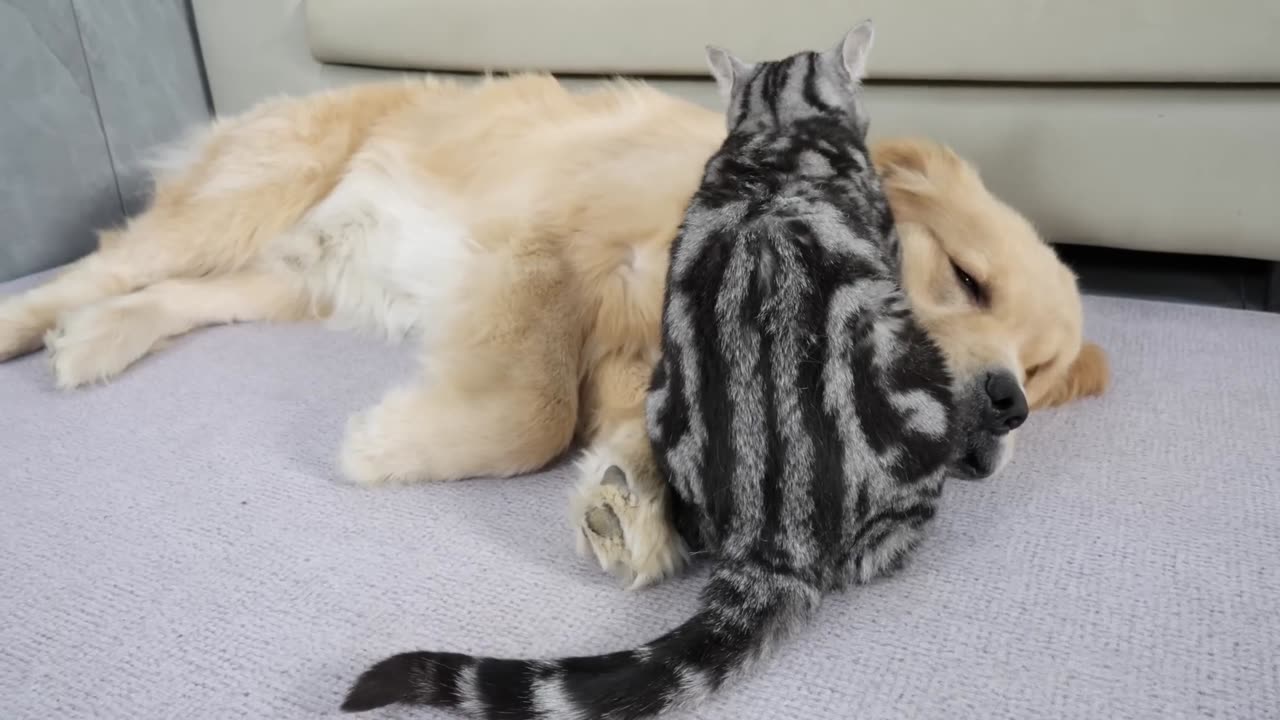 This Happened To This Cat After 2 Years Of Being Raised By A Golden Retriever