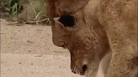Lions