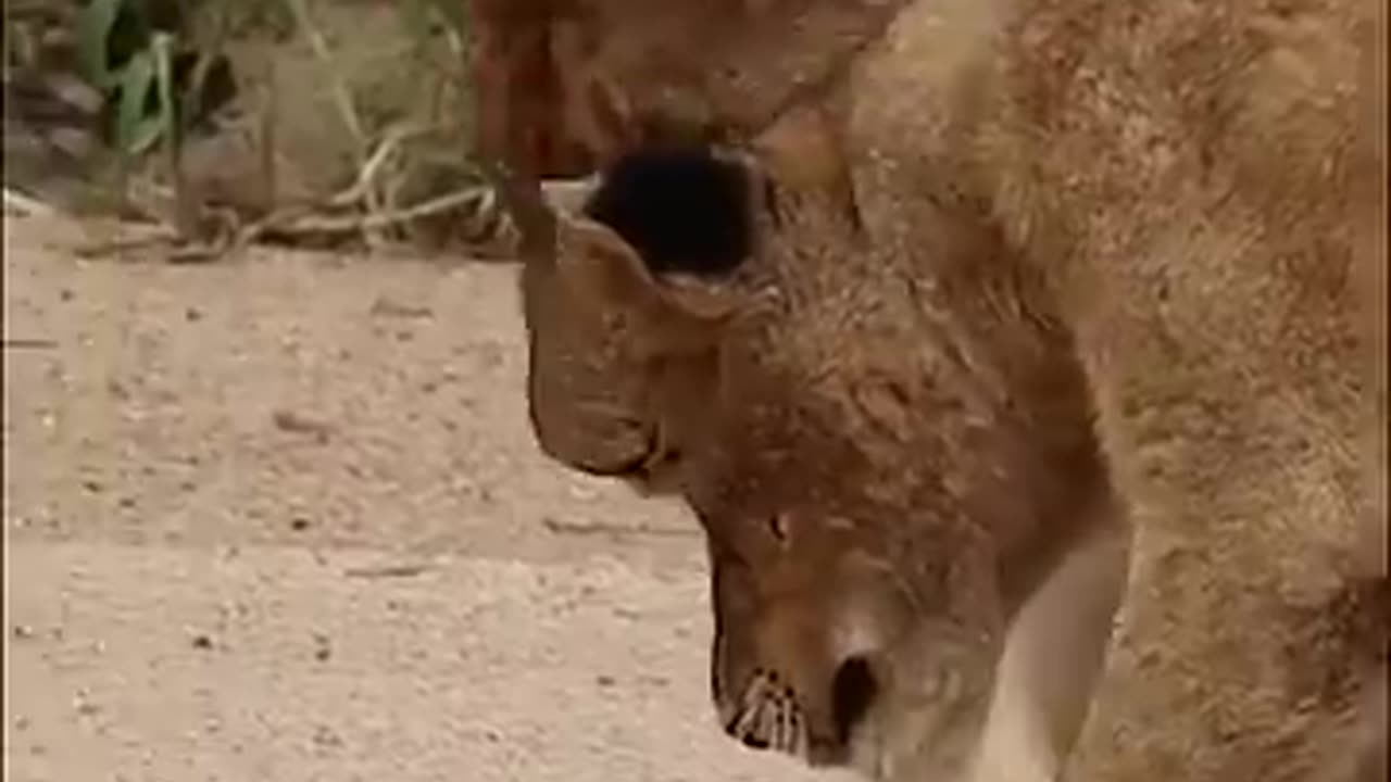 Lions