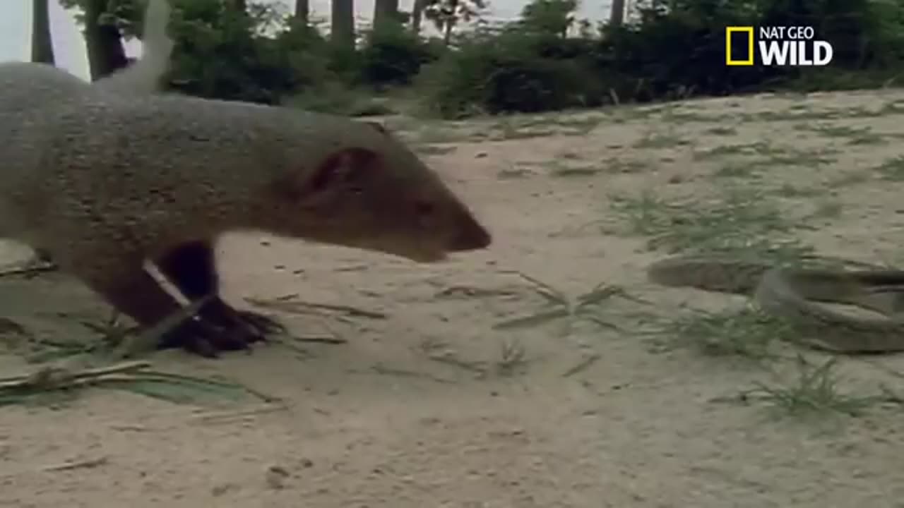 Mongoose vs Snake – Epic Wildlife Showdown! 🐍🦡